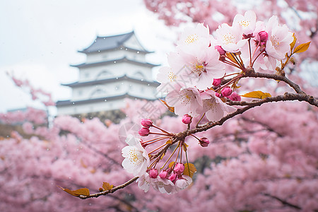 日本花园樱花盛开的日本庭院背景