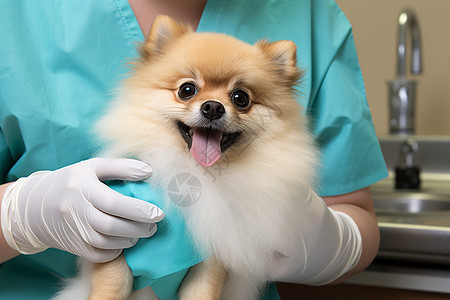 宠物医院中治疗的博美犬背景图片