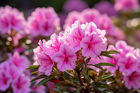 花海里的花枝图片