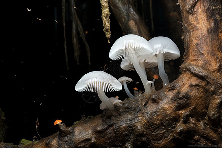 夏季丛林中绽放的真菌蘑菇背景图片