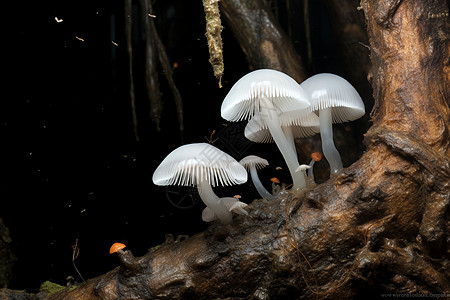 夏季丛林中绽放的真菌蘑菇图片