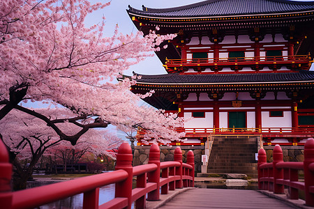 樱花开满的寺庙背景图片
