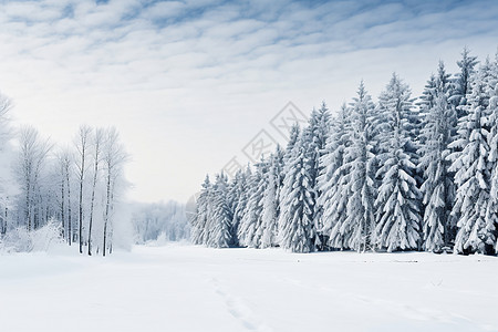 冬至雪冬日的森林雪景背景