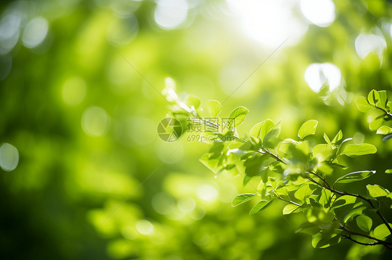 绿叶与阳光交织图片