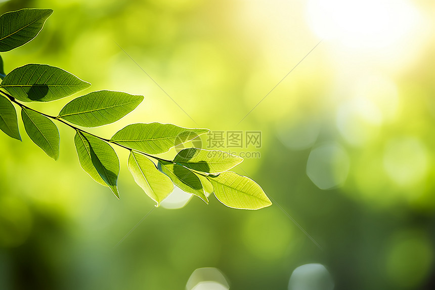 阳光下绿叶树枝图片