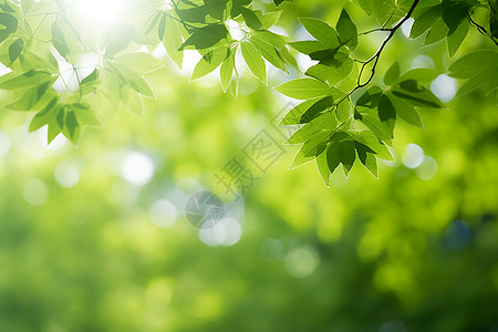 阳光穿透树叶背景