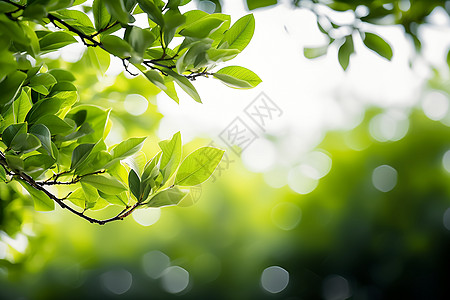 阳光下一树枝背景图片