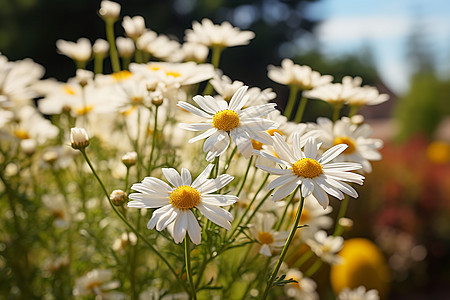 草地上的一束白色花朵图片