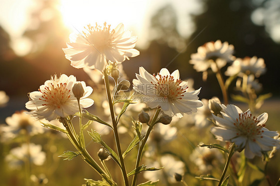 阳光下的白花海洋图片