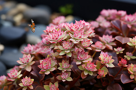 蝴蝶恋花图片