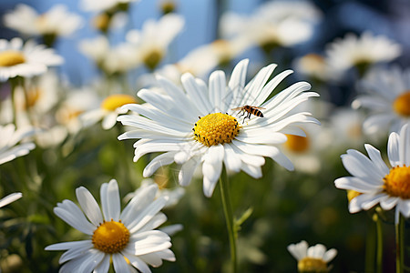 蜜蜂在雏菊上采蜜图片