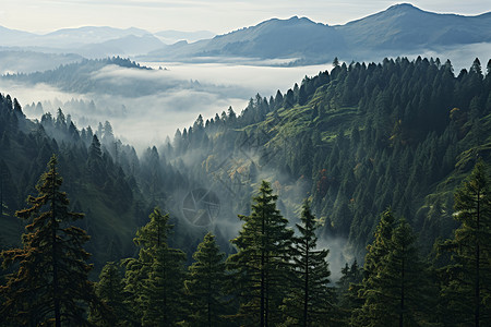 山林风景山谷中的迷雾背景