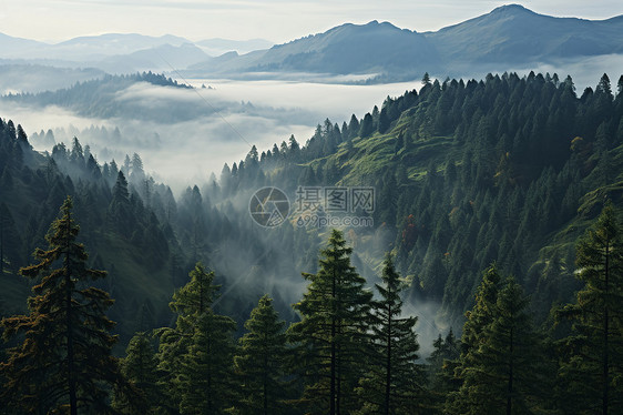 山谷中的迷雾图片