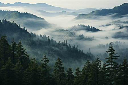 抵制雾霾山林中迷蒙的雾背景