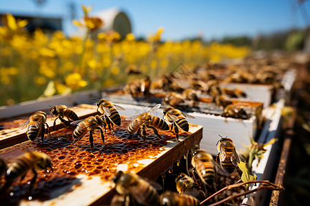 蜂箱里的养殖蜜蜂背景图片