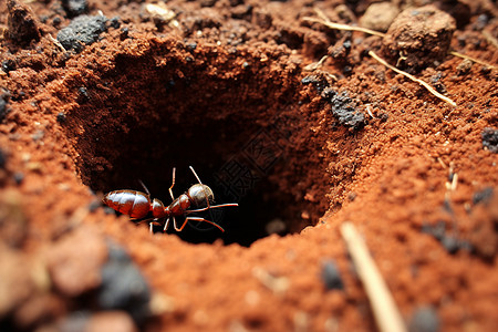 蚂蚁的洞穴图片