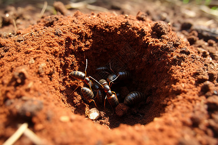 一群蚂蚁背景图片