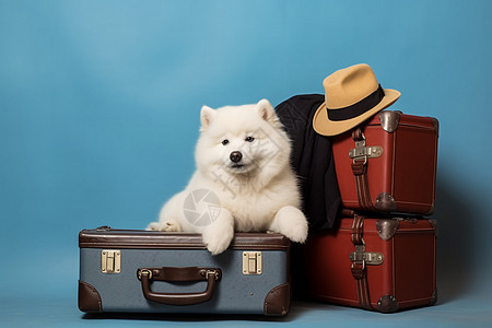 萨摩耶犬坐在行李箱上图片