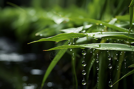 小草上的雨滴背景图片