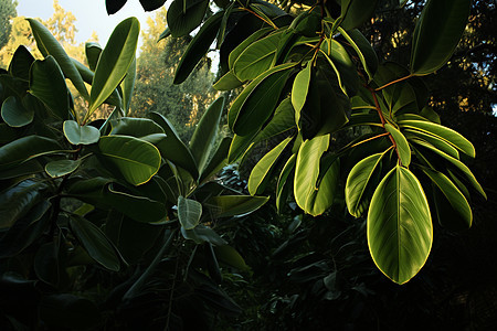 热带丛林中的植物背景图片