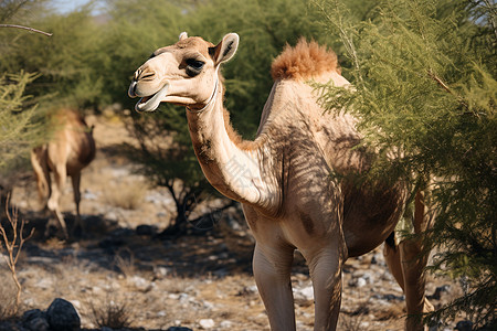 戈壁骆驼荒漠中的骆驼背景