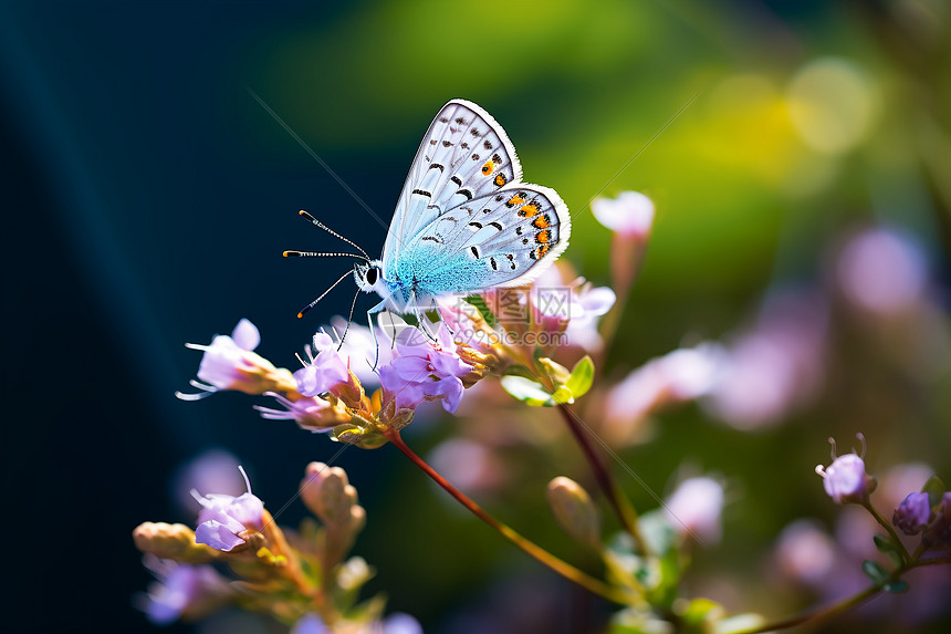 蓝色蝴蝶落在紫色花朵上图片