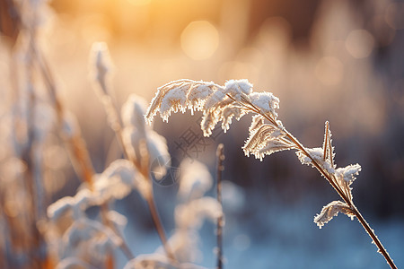 冬日晨曦下的植物背景图片