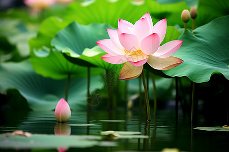 池塘中粉色花朵图片