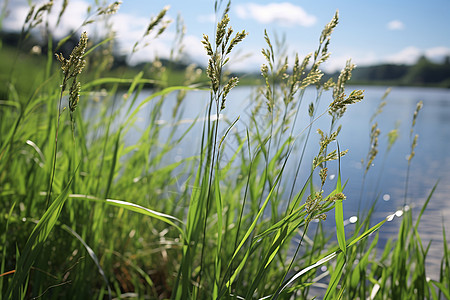 湖光草色的自然景观图片