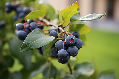 蓝莓丛中熟透的果实图片