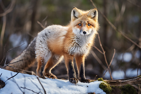 雪地上的红狐狸图片