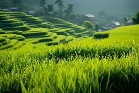 山水墨乡村的田野背景