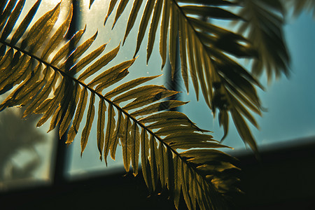 棕榈树的枝叶图片