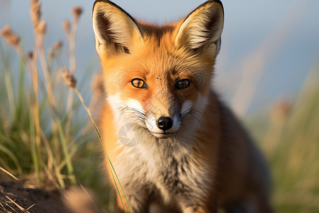 草地上一只红毛狐狸图片