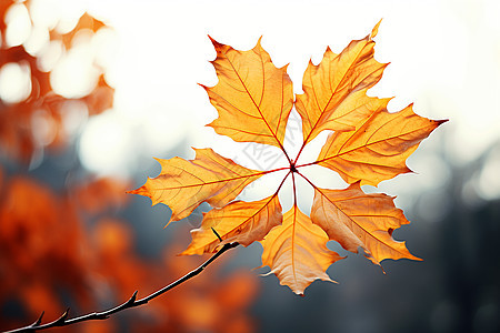 秋叶摇曳的树枝图片