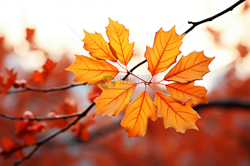秋季的枫叶背景图片