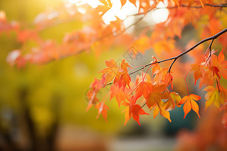 秋日绽放的自然风景图片