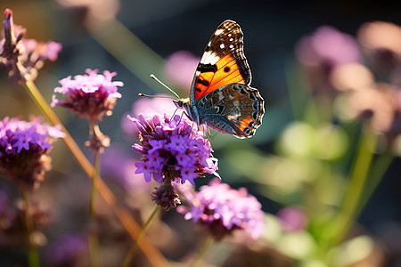 花园中的鲜花和蝴蝶图片