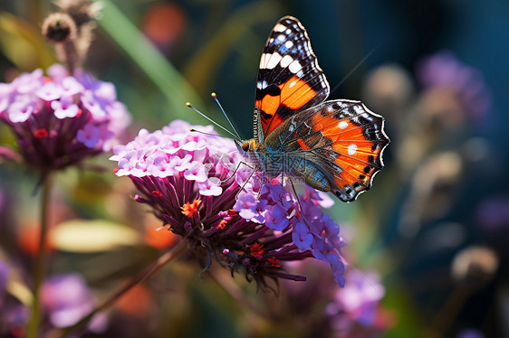 蝴蝶舞动在花丛中图片