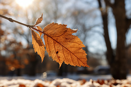 秋日阳光照耀下的树叶背景图片
