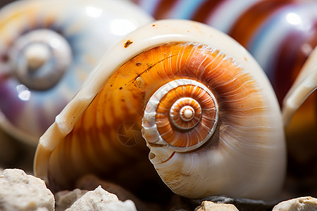蜗牛在海边图片