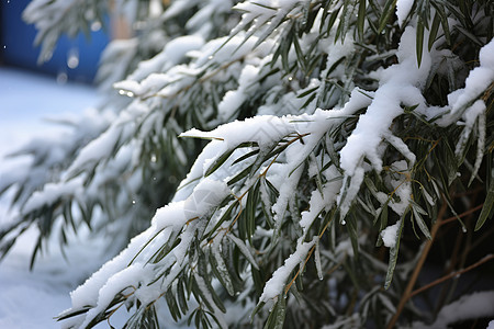 白雪皑皑的杉树图片