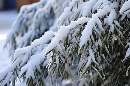 冬季白雪覆盖的杉树图片