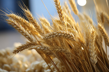 农业种植的小麦作物背景图片