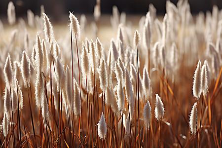 自然之美的芦苇塘植物图片