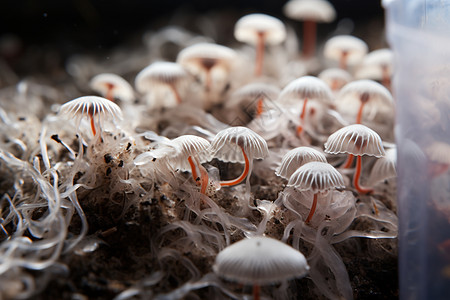 植物霉菌群落图片