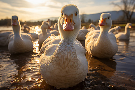 秋日湖畔恬静美景中的鹅群图片