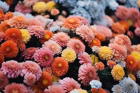 菊花花束盛开的菊花背景