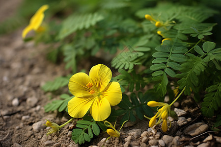 小径上的黄花背景图片