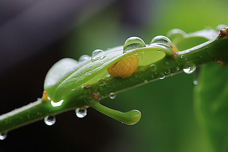 树叶树枝与水滴春意盎然的树叶上的水滴背景